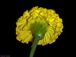 Mexican marigold